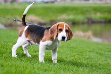 Beagle yeşil çimenlerin üzerinde