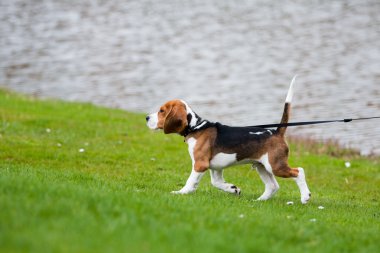 Beagle yeşil çimenlerin üzerinde