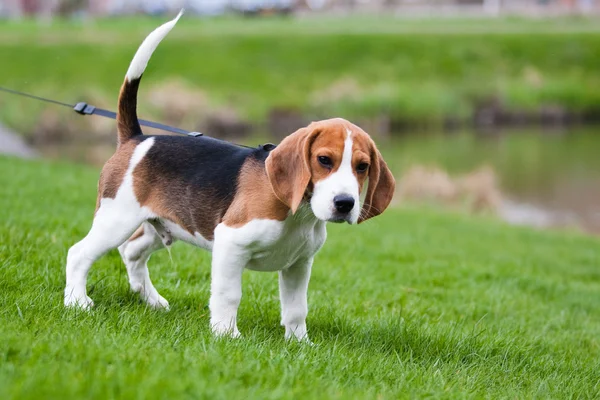 Beagle sobre hierba verde —  Fotos de Stock