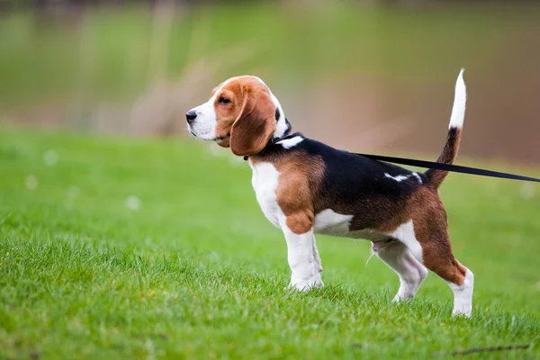 Beagle im grünen Gras — Stockfoto