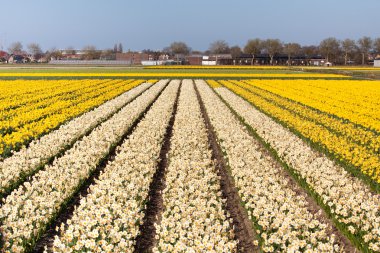 Field of white and yellow flowers