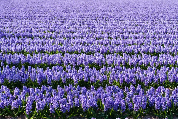 Поле фиолетовых цветов - Hyacint — стоковое фото