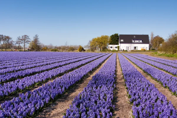 Field of violet flowers - Hyacint — Stock Photo, Image