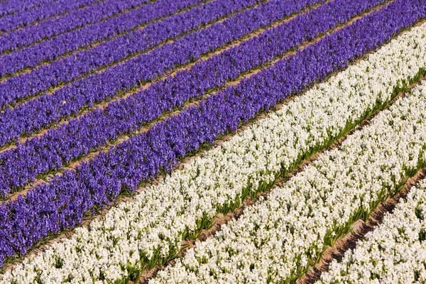 Campo de flores violetas y blancas —  Fotos de Stock