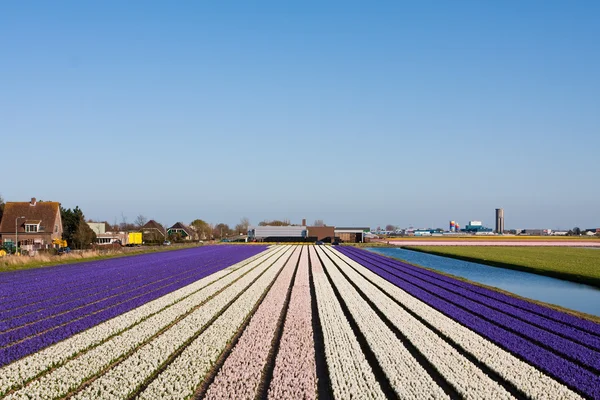 Feld von violetten und weißen Blumen — Stockfoto
