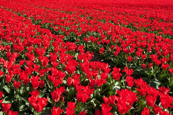Field of red tulips — Stock Photo, Image