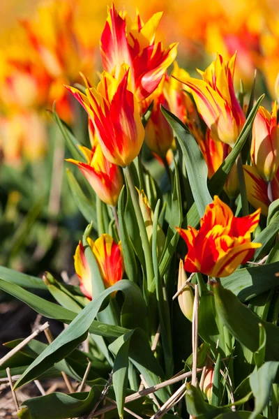 Red with yellow tulips in a field — Stock Photo, Image