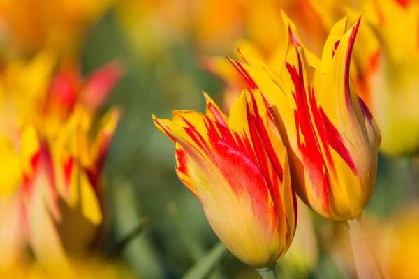 Red with yellow tulips in a field — Stock Photo, Image