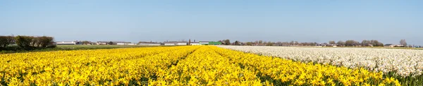 Gebied van gele bloemen. Panorama — Stockfoto