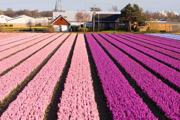 보라색과 분홍색 꽃의 분야 — 스톡 사진