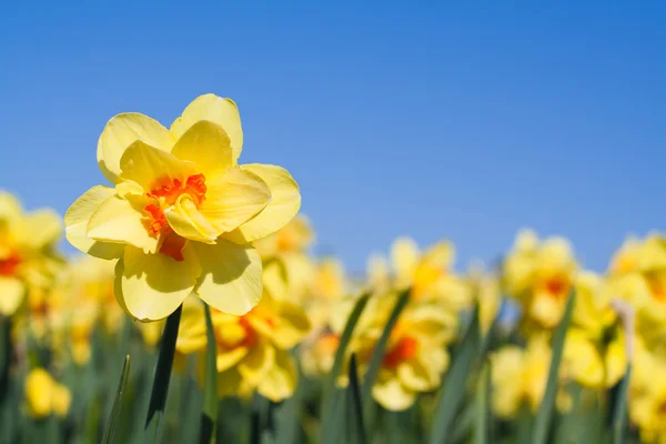 Желтый цветок в поле - Нарцисс — стоковое фото