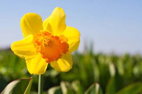 Gul blomma i ett fält - narcissus — Stockfoto