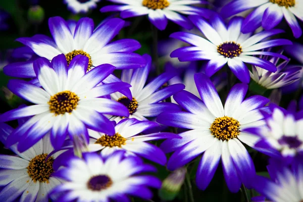 stock image Colorful flowers. Close shot