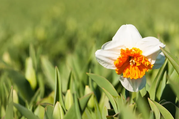 Vit blomma i ett fält - narcissus — Stockfoto