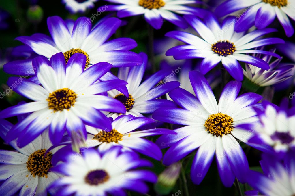 Colorful flowers. Close shot