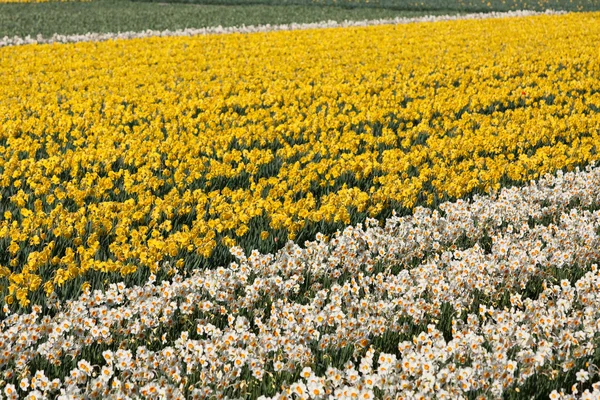 Поле белых и желтых цветов — стоковое фото