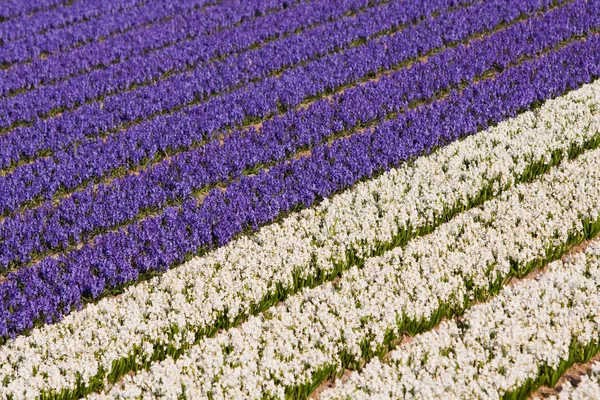 Campo de flores violetas y blancas —  Fotos de Stock
