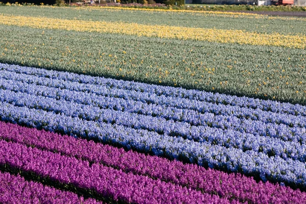 Поле фиолетовых и белых цветов — стоковое фото