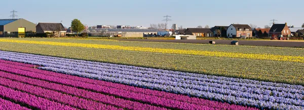 Gebied van bloemen. Panorama — Stockfoto