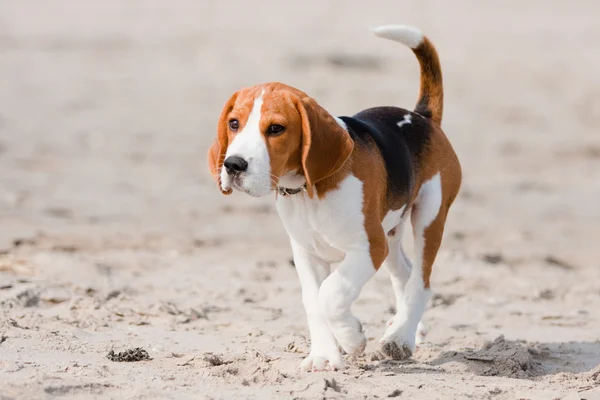 Beagle puppy on a beach — Stock Photo, Image