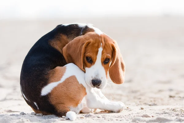 Filhote de cachorro triste beagle — Fotografia de Stock
