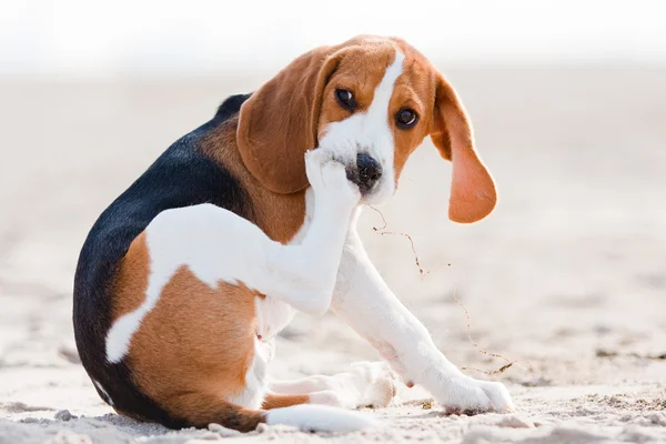 Surullinen beagle-pentu — kuvapankkivalokuva