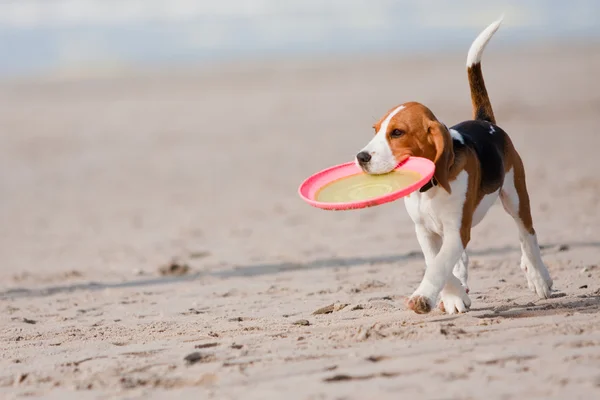Beagle cachorro jugando Imagen de archivo