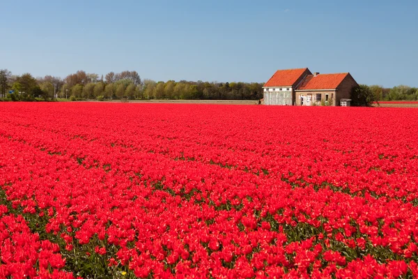 House and field of red tulips — Stock Photo, Image