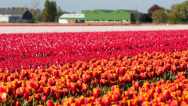 Field of colorful tulips — Stock Photo, Image