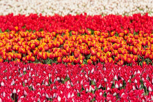 Gebied van kleurrijke tulpen — Stockfoto
