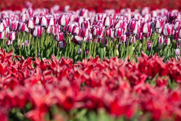 Flowerbed of tulips of different colors — Stock Photo, Image