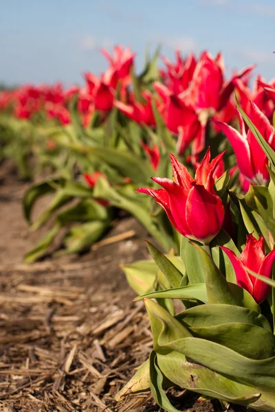 Tulipes sur le terrain — Photo