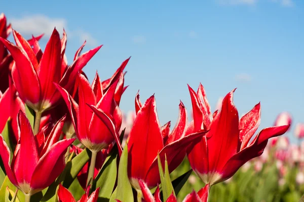 Red tulips and sky — Stock Photo, Image