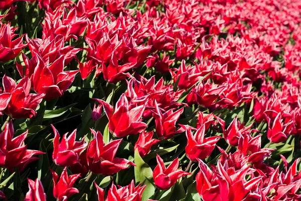 Flowerbed of tulips of red color — Stock Photo, Image