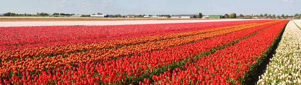 Панорама цветковых полей — стоковое фото