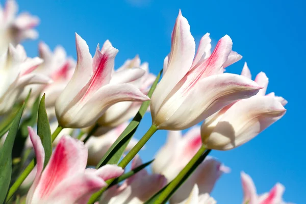 Белые тюльпан и небо — стоковое фото