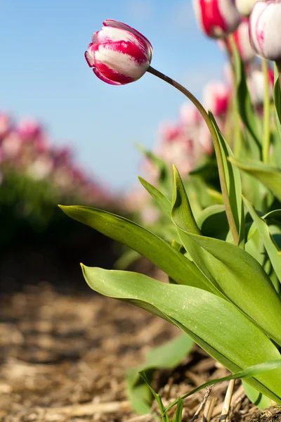 Tulips in field — Stock Photo, Image