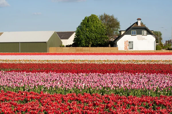 Цветочная промышленность Нидерландов — стоковое фото