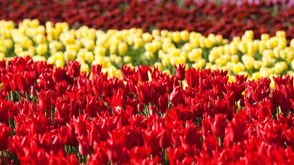 Flowerbed van tulpen van verschillende kleuren — Stockfoto