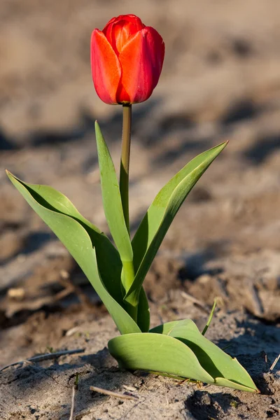Один красный тюльпан в поле — стоковое фото