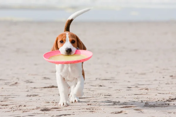Beagle filhote de cachorro jogando — Fotografia de Stock