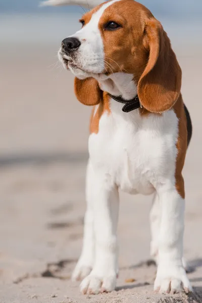 Cãozinho beagle em uma praia — Fotografia de Stock