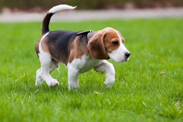 Beagle hond op groen gras Stockfoto
