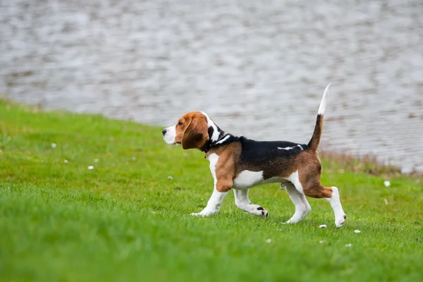 Beagle op groen gras Stockfoto