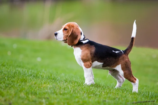 Beagle sobre hierba verde — Foto de Stock