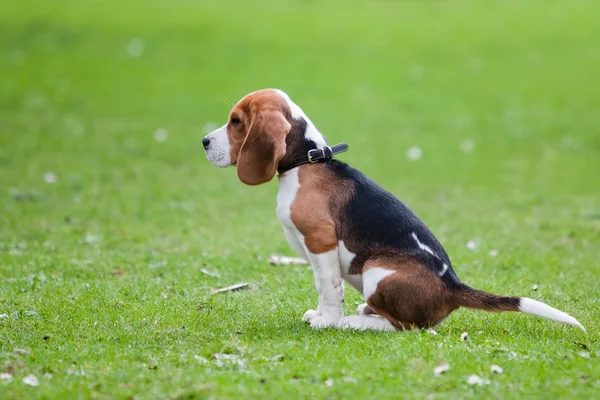 Beagle istuu vihreällä ruoholla — kuvapankkivalokuva