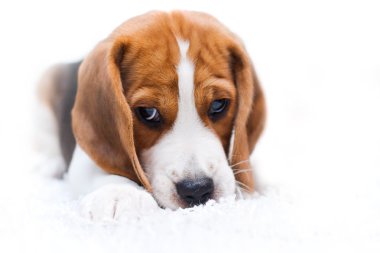 Cute beagle puppy clipart