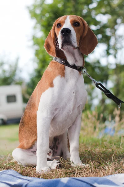 Beagle cachorro sentado — Foto de Stock