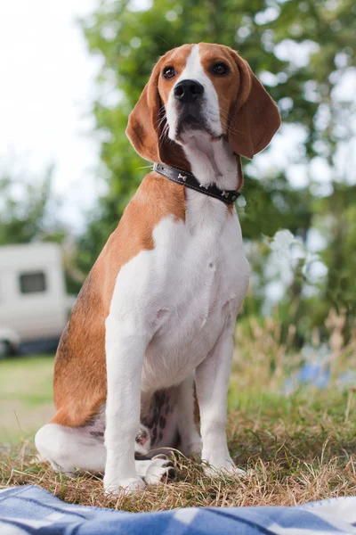 Beagle cachorro sentado —  Fotos de Stock