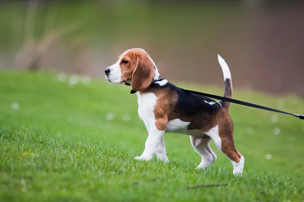 在绿色草地上的小猎犬 — 图库照片